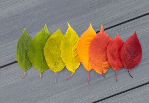 JAF Cztery pory roku (3)