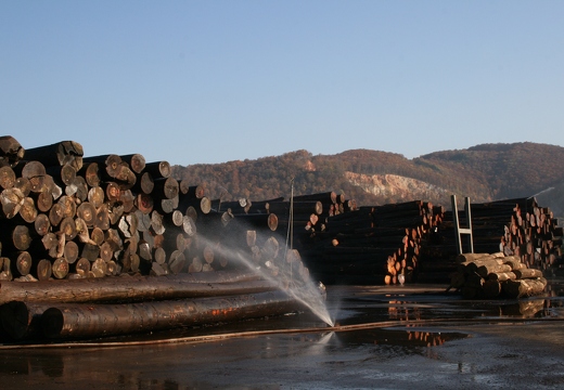 JAF PL Fornir gora (8)